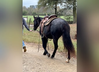 Fox trotter de Missouri, Yegua, 12 años, 142 cm, Negro