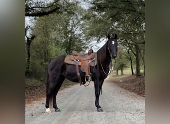 Fox trotter de Missouri, Yegua, 12 años, 142 cm, Negro