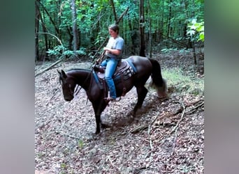 Fox trotter de Missouri, Yegua, 12 años, 142 cm, Negro