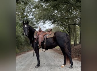 Fox trotter de Missouri, Yegua, 12 años, 142 cm, Negro