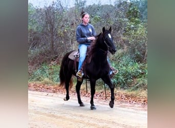 Fox trotter de Missouri, Yegua, 12 años, 142 cm, Negro