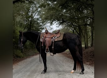 Fox trotter de Missouri, Yegua, 12 años, 142 cm, Negro