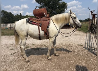 Fox trotter de Missouri, Yegua, 13 años, 142 cm, Tordo