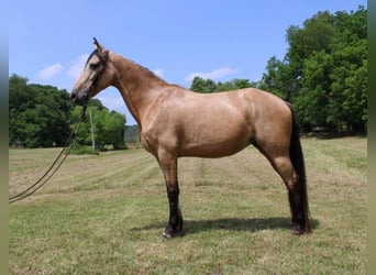 Fox trotter de Missouri, Yegua, 13 años, 150 cm, Buckskin/Bayo