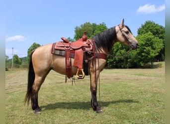 Fox trotter de Missouri, Yegua, 13 años, 150 cm, Buckskin/Bayo