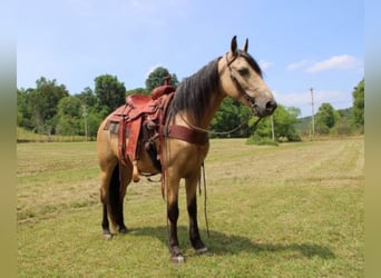 Fox trotter de Missouri, Yegua, 13 años, 150 cm, Buckskin/Bayo