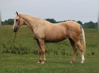 Fox trotter de Missouri, Yegua, 13 años, Palomino