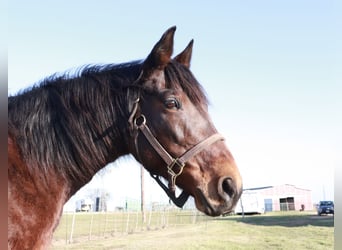 Fox trotter de Missouri, Yegua, 14 años, 142 cm, Castaño rojizo