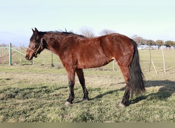 Fox trotter de Missouri, Yegua, 14 años, 142 cm, Castaño rojizo