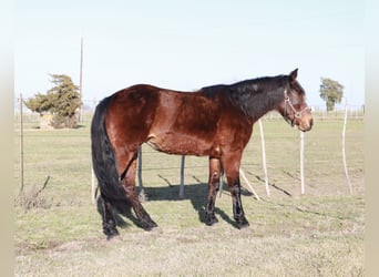 Fox trotter de Missouri, Yegua, 14 años, 142 cm, Castaño rojizo