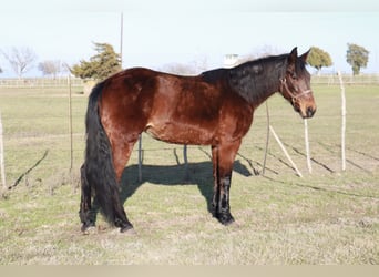 Fox trotter de Missouri, Yegua, 14 años, 142 cm, Castaño rojizo