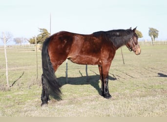 Fox trotter de Missouri, Yegua, 14 años, 142 cm, Castaño rojizo