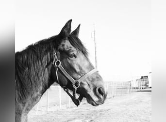 Fox trotter de Missouri, Yegua, 14 años, 142 cm, Castaño rojizo