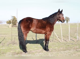 Fox trotter de Missouri, Yegua, 14 años, 142 cm, Castaño rojizo