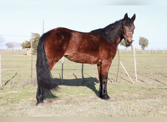 Fox trotter de Missouri, Yegua, 14 años, 142 cm, Castaño rojizo