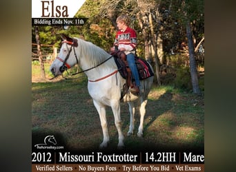 Fox trotter de Missouri Mestizo, Yegua, 14 años, 147 cm, White/Blanco