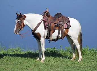 Fox trotter de Missouri, Yegua, 14 años, 150 cm, Tobiano-todas las-capas