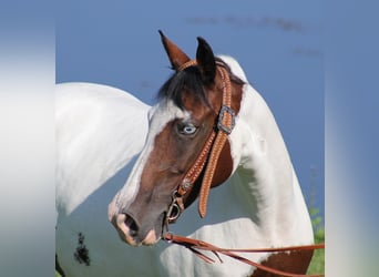 Fox trotter de Missouri, Yegua, 14 años, 150 cm, Tobiano-todas las-capas