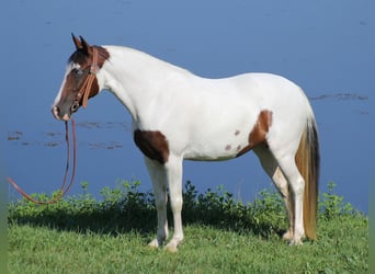 Fox trotter de Missouri, Yegua, 14 años, 150 cm, Tobiano-todas las-capas