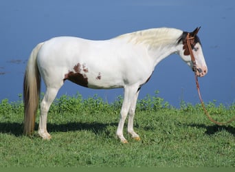 Fox trotter de Missouri, Yegua, 14 años, 150 cm, Tobiano-todas las-capas