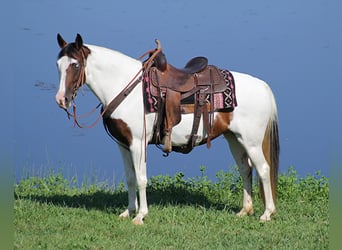 Fox trotter de Missouri, Yegua, 14 años, 150 cm, Tobiano-todas las-capas