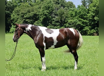 Fox trotter de Missouri, Yegua, 14 años, 152 cm, Tobiano-todas las-capas