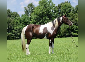 Fox trotter de Missouri, Yegua, 14 años, 152 cm, Tobiano-todas las-capas