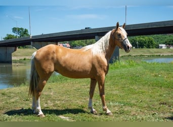 Fox trotter de Missouri, Yegua, 14 años, 155 cm, Palomino