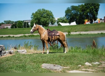 Fox trotter de Missouri, Yegua, 14 años, 155 cm, Palomino