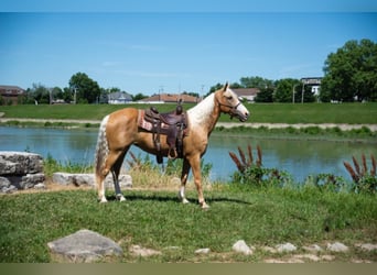 Fox trotter de Missouri, Yegua, 14 años, 155 cm, Palomino