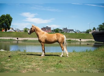 Fox trotter de Missouri, Yegua, 14 años, 155 cm, Palomino