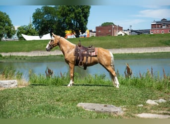 Fox trotter de Missouri, Yegua, 14 años, 155 cm, Palomino