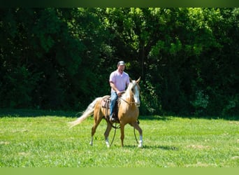 Fox trotter de Missouri, Yegua, 14 años, 155 cm, Palomino