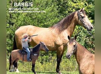 Fox trotter de Missouri, Yegua, 15 años, 142 cm, Buckskin/Bayo