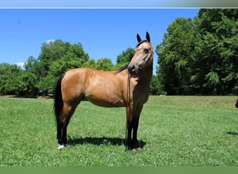 Fox trotter de Missouri, Yegua, 15 años, 155 cm, Buckskin/Bayo