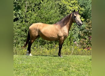 Fox trotter de Missouri, Yegua, 16 años, 142 cm, Buckskin/Bayo