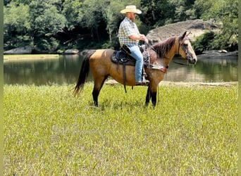 Fox trotter de Missouri, Yegua, 16 años, 142 cm, Buckskin/Bayo