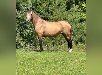 Fox trotter de Missouri, Yegua, 16 años, 142 cm, Buckskin/Bayo