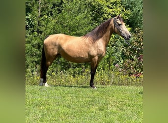 Fox trotter de Missouri, Yegua, 16 años, 142 cm, Buckskin/Bayo