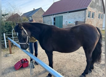 Fox trotter de Missouri, Yegua, 17 años, 148 cm, Negro