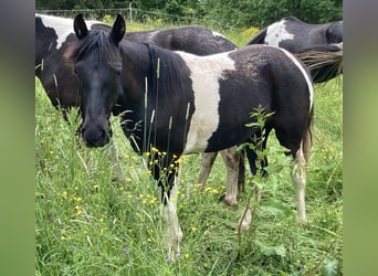 Fox trotter de Missouri, Yegua, 1 año, 150 cm, Pío