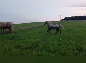 Fox trotter de Missouri, Yegua, 1 año, 151 cm, Tordo rodado