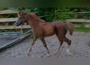 Fox trotter de Missouri, Yegua, 1 año, 153 cm, Alazán-tostado