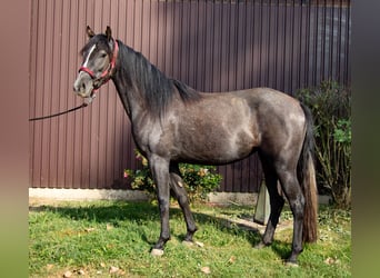 Fox trotter de Missouri, Yegua, 3 años, 145 cm, Musgo