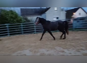 Fox trotter de Missouri, Yegua, 3 años, 157 cm, Tordo