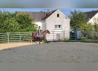 Fox trotter de Missouri, Yegua, 3 años, 158 cm, Tordo