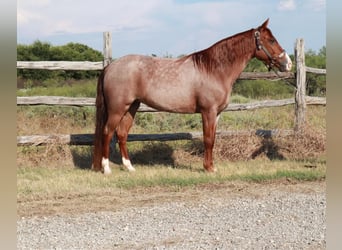 Fox trotter de Missouri, Yegua, 4 años, 135 cm, Ruano alazán