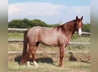 Fox trotter de Missouri, Yegua, 4 años, 135 cm, Ruano alazán
