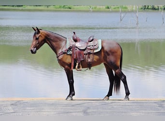 Fox trotter de Missouri, Yegua, 4 años, 142 cm, Castaño rojizo