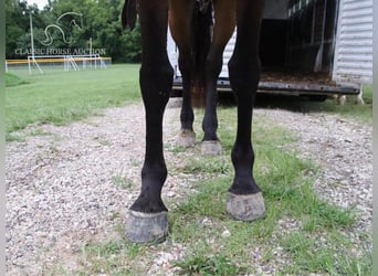 Fox trotter de Missouri, Yegua, 4 años, 142 cm, Castaño rojizo